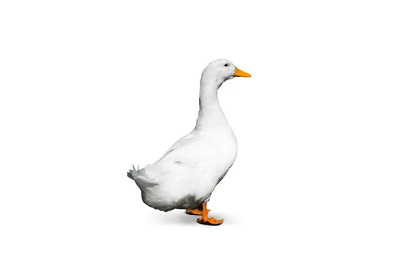 Isolated Goose — Stock Photo, Image