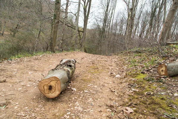 Madeira no caminho da floresta — Fotografia de Stock