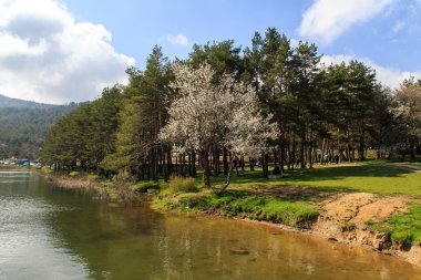 Lake Forest