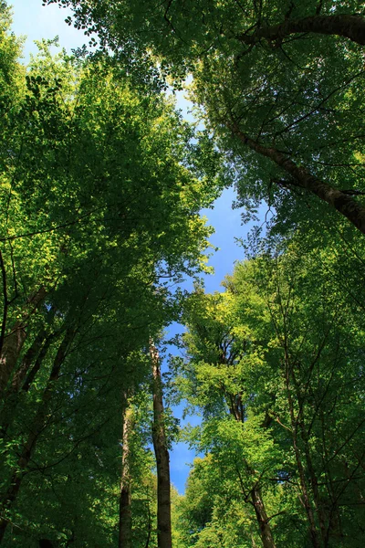 Sky mezi stromy — Stock fotografie