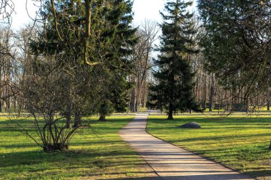 Yol ağaçları arasında