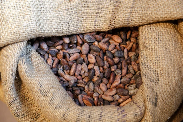 Granos de cacao — Foto de Stock