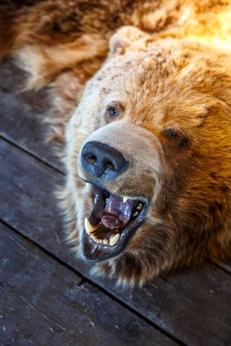Açık ağız ile bağlı Bear