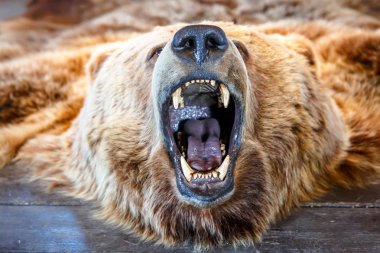 Açık ağız ile bağlı Bear