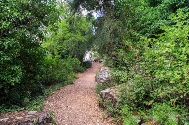 Yol ağaçları arasında