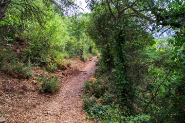 Yol ağaçları arasında