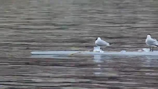浮冰上城市的河上漂浮的鸟海鸥 — 图库视频影像
