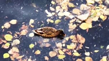 the duck swims in very dirty water in autumn leaves and plastic garbage.