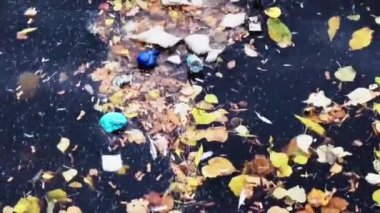 the duck swims in very dirty water in autumn leaves and plastic garbage.