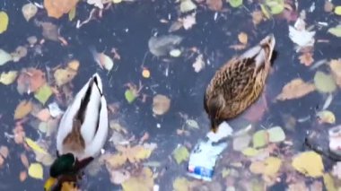 the duck swims in very dirty water in autumn leaves and plastic garbage.