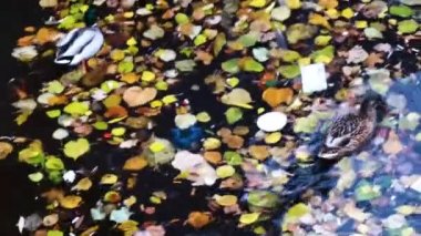 the duck swims in very dirty water in autumn leaves and plastic garbage.