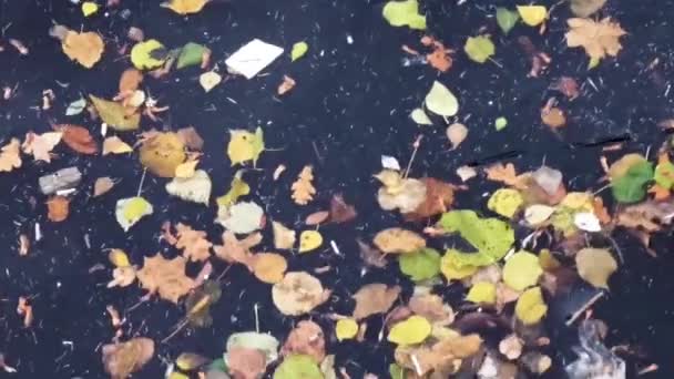 Anatra Nuota Acqua Molto Sporca Foglie Autunnali Rifiuti Plastica — Video Stock