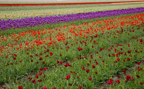 Tulips in the field — Stock Photo, Image