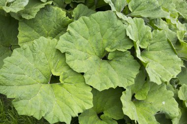 dulavratotu yeşil yaprakları