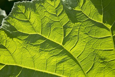 dulavratotu yeşil yaprakları