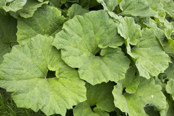 dulavratotu yeşil yaprakları