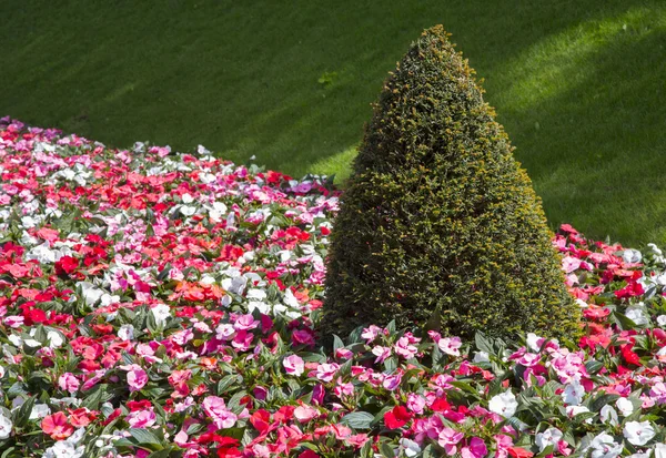 Red flowers on the green grass — Stock Photo, Image