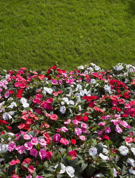 Red flowers on the green grass — Stock Photo, Image