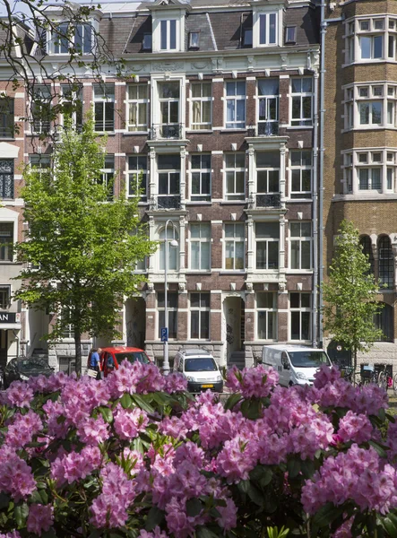 Blommor tulpaner i amsterdam — Stockfoto