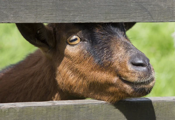 Ram's head, an animal farm — Stock Photo, Image