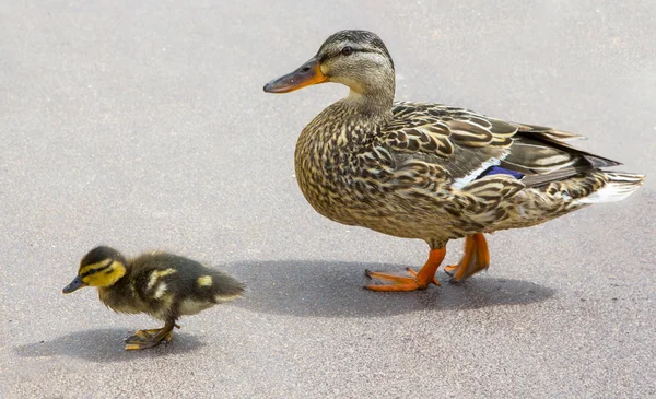 adult duck and a small duckling go on the road