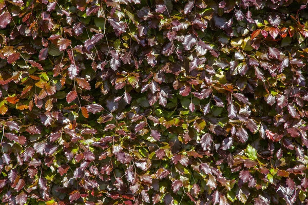 Rote Blätter eines Buschhintergrunds — Stockfoto