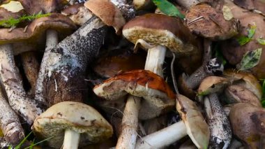 Taze hasat yabani mantar yeşil çim üzerinde yalan