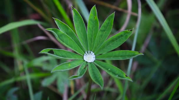 Цветочное растение с зелеными листьями с прозрачными капельками росы на фоне травы — стоковое видео