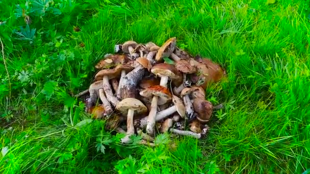 Freshly harvested wild mushrooms lie on the green grass — Stock Video