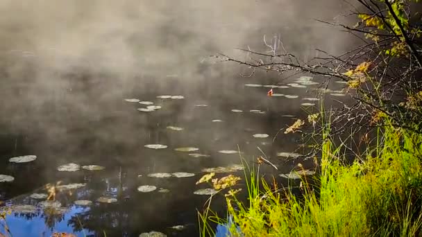 Niebla y vapor sobre el bosque y el lago reflejo de los árboles en el agua — Vídeo de stock