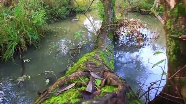 Kalme rivier in zomer forest met omgevallen bomen — Stockvideo