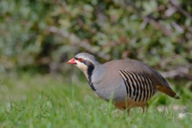Chukar Kekliği (Alectoris chukar), Yunanistan