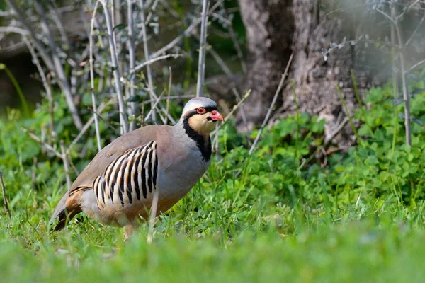 Perdrix Tchoukar Alectoris Chukar Grèce — Photo