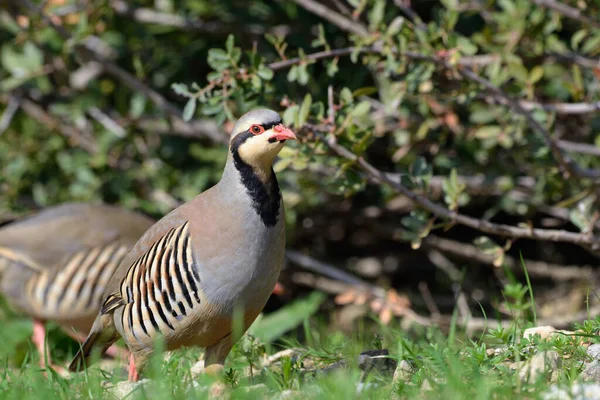 Chukar Kekliği (Alectoris chukar), Yunanistan
