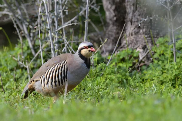 Chukar Pernice Alectoris Chukar Grecia Immagine Stock