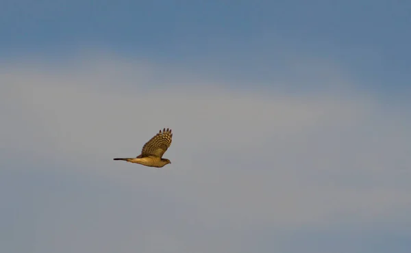 Sperber Accipiter Nisus Griechenland — Stockfoto