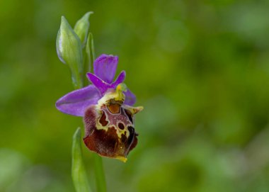 Ophrys Heldreichii 'nin Çiçeği, Girit