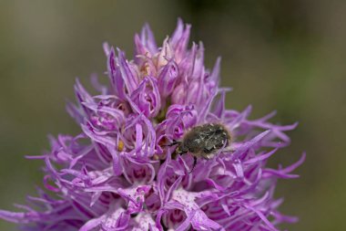 Çıplak Adam Orkidesi (Orchis italica), Yunanistan