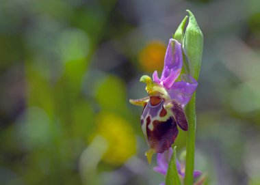Ophrys Heldreichii 'nin Çiçeği, Girit