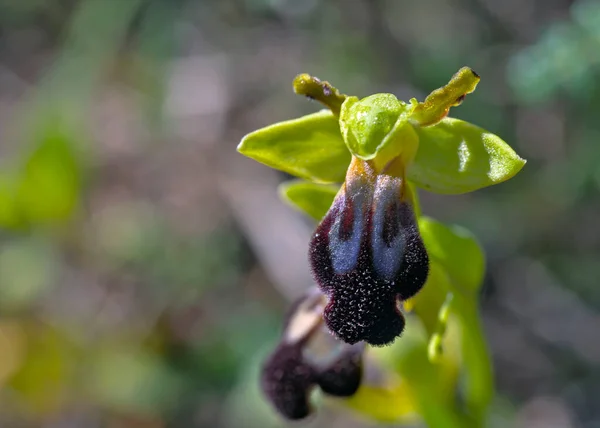 Flor Ophrys Mesaritica Creta — Foto de Stock