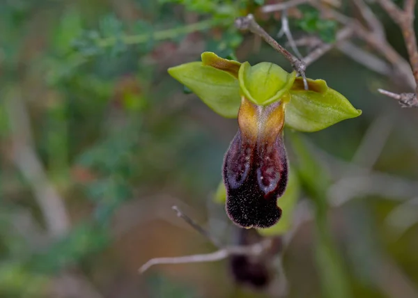 Bloem Van Ophrys Mesaritica Kreta — Stockfoto