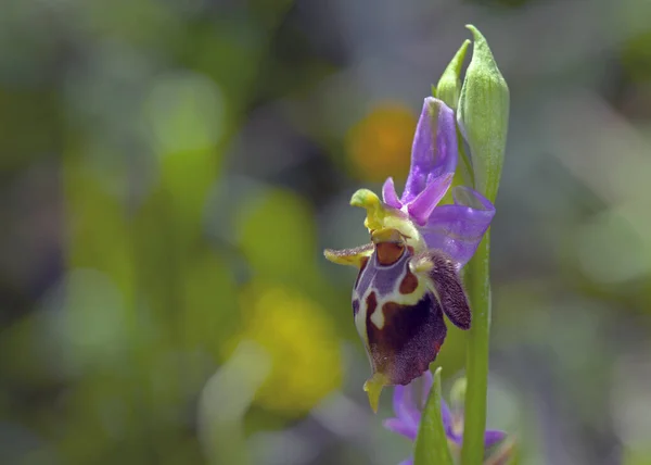 Blomma Ophrys Heldreichii Kreta — Stockfoto