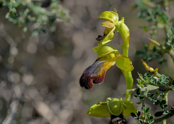 Bloem Van Ophrys Mesaritica Kreta — Stockfoto