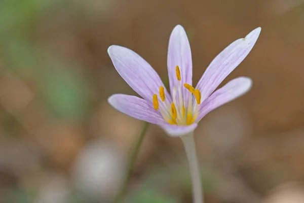 Flor Colchicum Pusillum Creta — Foto de Stock