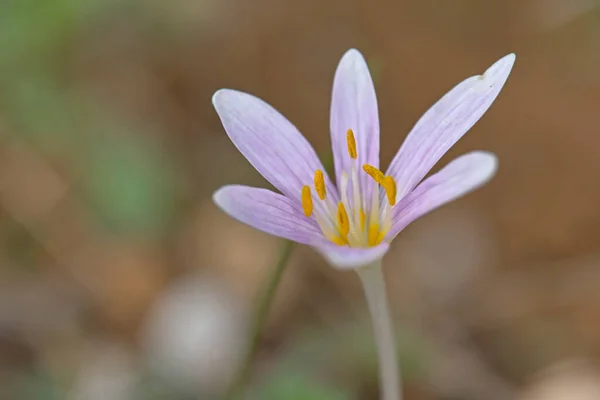 Fiore Colchicum Pusillum Creta — Foto Stock