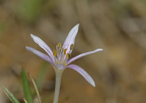 Fiore Colchicum Pusillum Creta — Foto Stock
