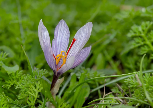 Flor Crocus Cartwrightianus Creta — Foto de Stock