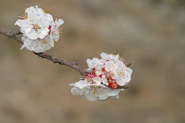 Flowers Apricot Tree Prunus Armeniaca Greece — Stock Photo, Image