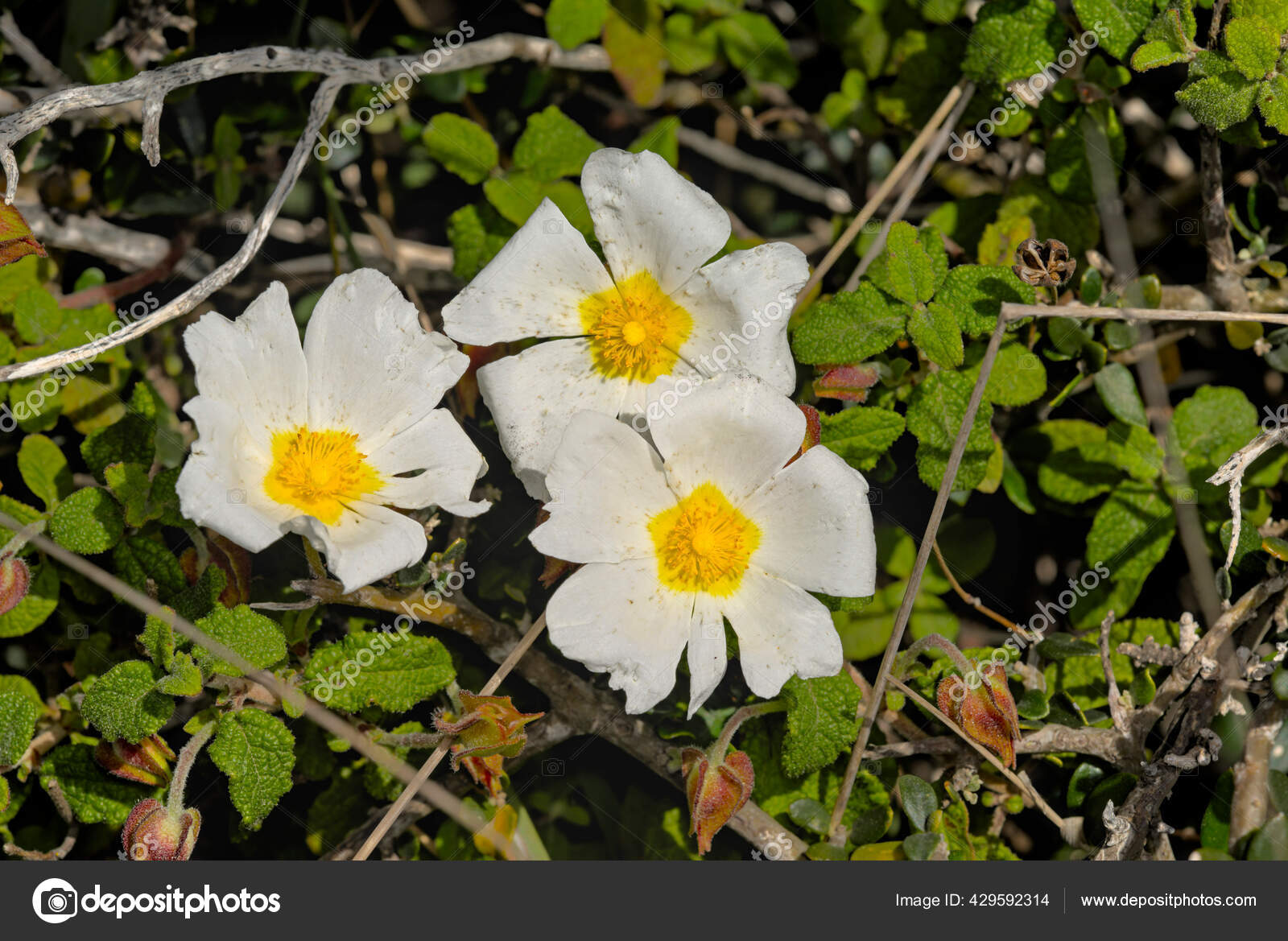 Cistus Salviifolius Common Names Sage Leaved Rock Rose Salvia Cistus