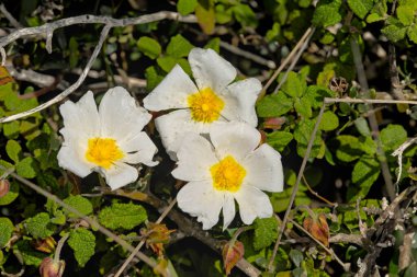 Cistus salviifolius, common names sage-leaved rock-rose, salvia cistus or Gallipoli rose, is a perennial ligneous plant of the family Cistaceae clipart